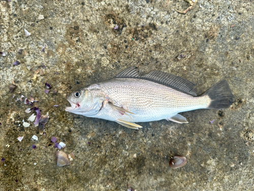 イシモチの釣果