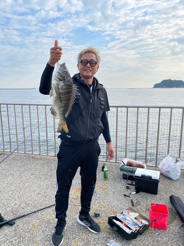 クロダイの釣果