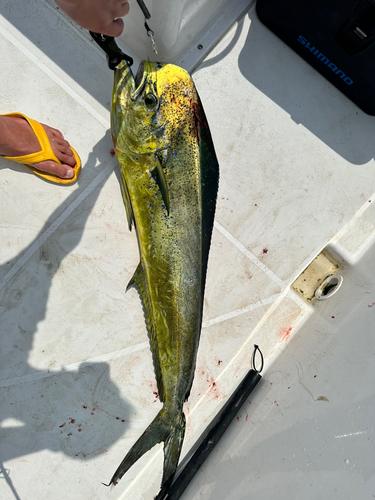 シイラの釣果