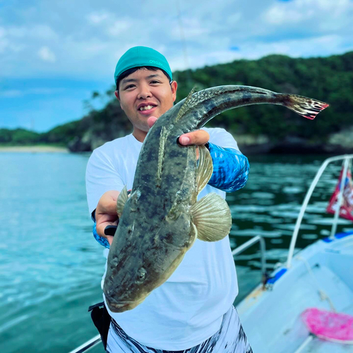 マゴチの釣果