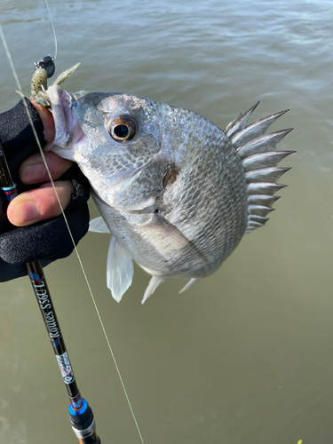 キビレの釣果