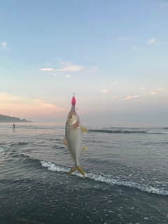 ショゴの釣果