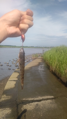 ハゼの釣果