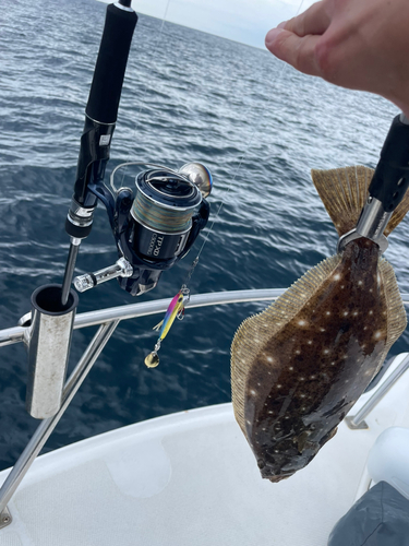 ヒラメの釣果