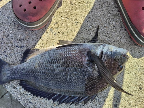 チヌの釣果