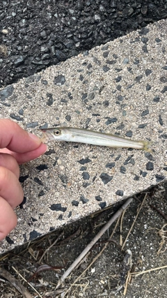 カマスの釣果