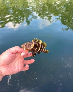 アオハタの釣果