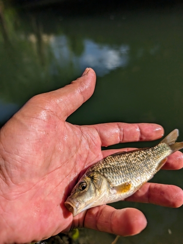 モツゴの釣果