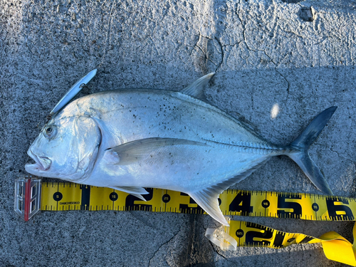 ロウニンアジの釣果