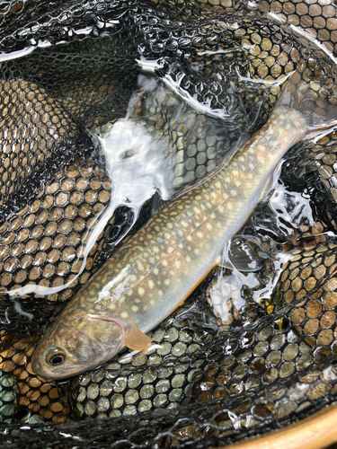 イワナの釣果