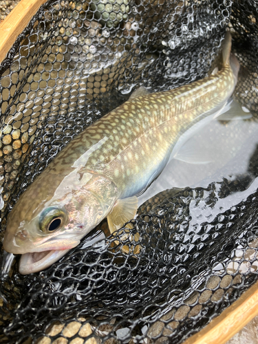 イワナの釣果