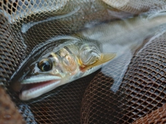 アユの釣果