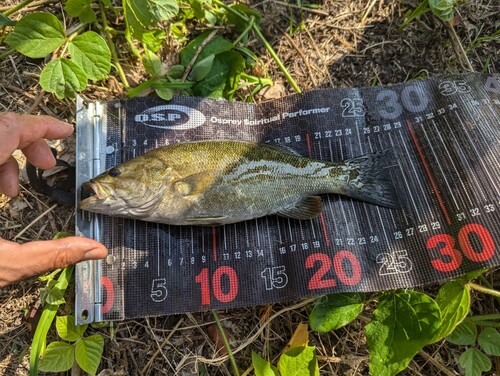 スモールマウスバスの釣果