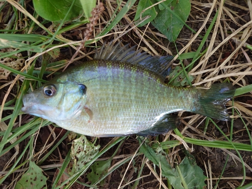 ブルーギルの釣果