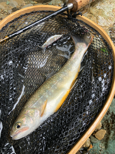 イワナの釣果