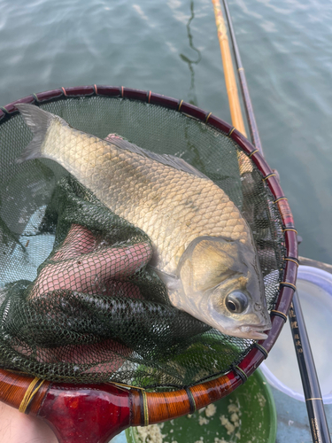 ヘラブナの釣果