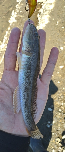 ハゼの釣果