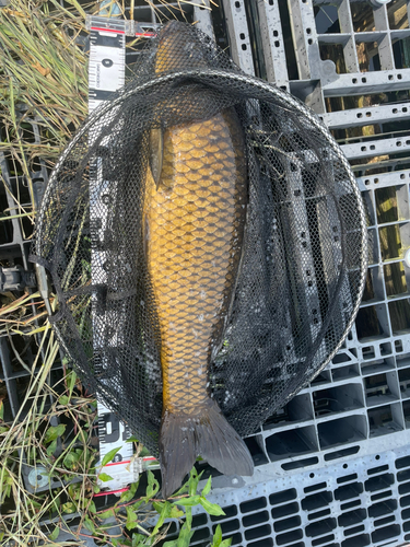 コイの釣果