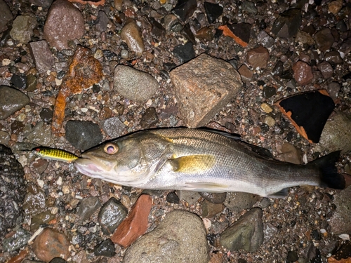 セイゴ（マルスズキ）の釣果