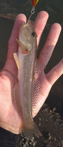 ハゼの釣果