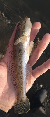 ハゼの釣果