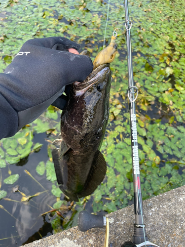 ライギョの釣果