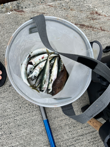 サバの釣果