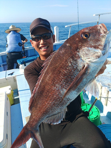 マダイの釣果