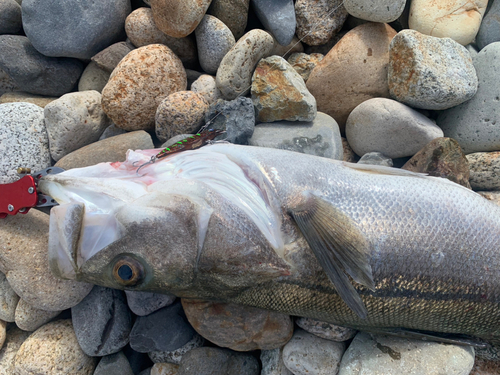 シーバスの釣果