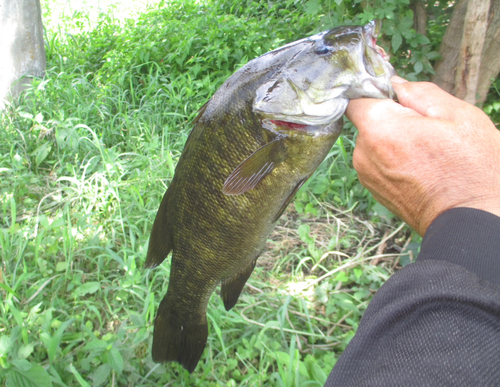 スモールマウスバスの釣果