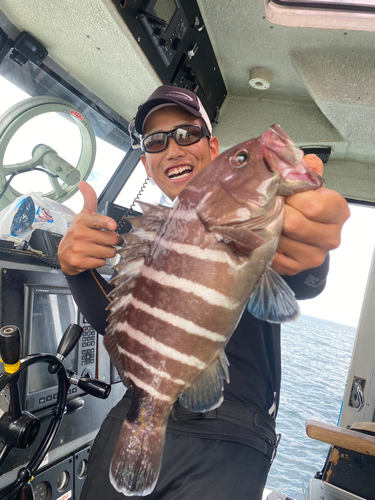 マハタの釣果