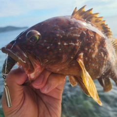 アコウの釣果