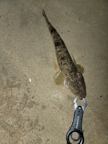 マゴチの釣果