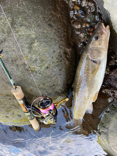 ウグイの釣果