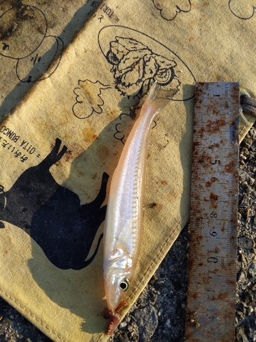 キスの釣果