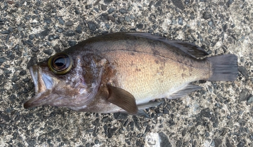 メバルの釣果