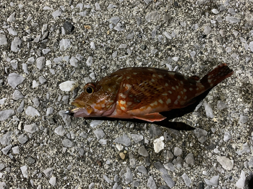 カサゴの釣果