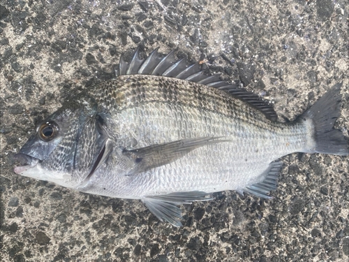 クロダイの釣果