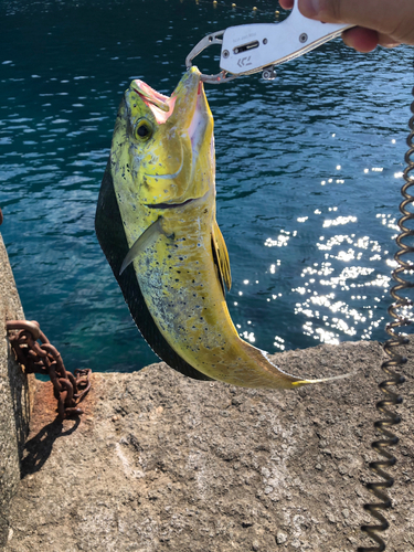 シイラの釣果