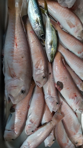 シロアマダイの釣果