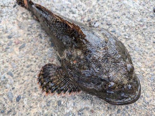 カジカの釣果