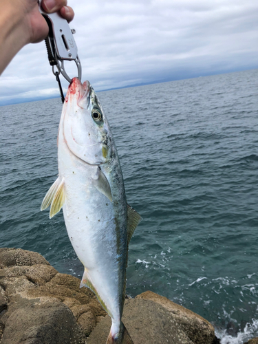 イナダの釣果