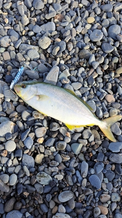 ショゴの釣果