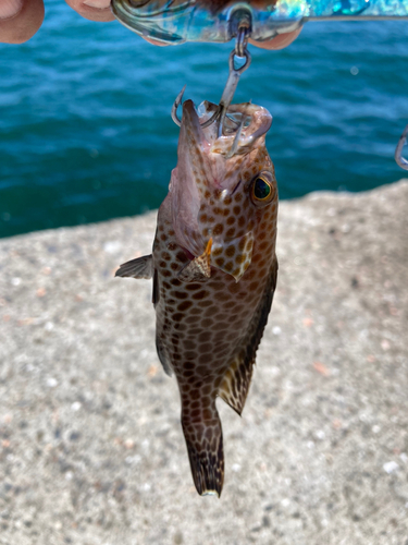 オオモンハタの釣果