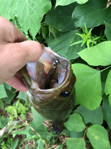 ブラックバスの釣果