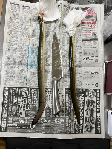 ウナギの釣果