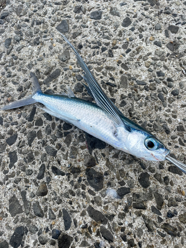 トビウオの釣果