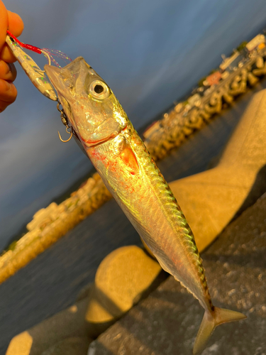 オウゴンムラソイの釣果