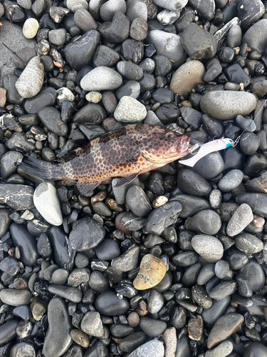 オオモンハタの釣果