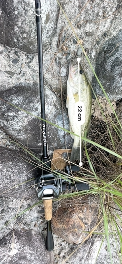 ブラックバスの釣果